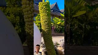 Preparing to harvest banana trees lots of fruit sonlv [upl. by Notnek]