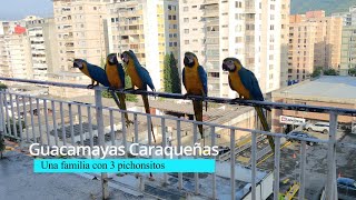 Guacamayas Caraqueñas y UNA FAMILIA DE TRES PICHONCITOS [upl. by Fernyak]