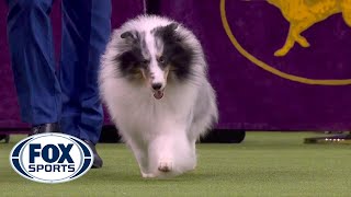 Conrad the Shetland sheepdog wins Herding Group at 2020 Westminster Dog Show  FOX SPORTS [upl. by Wiles246]