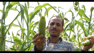 Harvesting Hope Empowering Yemeni Farmers with Rainwater Tanks [upl. by Yud]