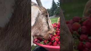 Kalan at The Rylee Ranch The goats enjoy a wheelbarrow of strawberries [upl. by Puff]