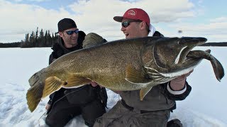 Alpine Lakes Trout Fishing with LIVE BUGS Catch amp Cook [upl. by Aiyt]