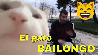 😎 GATO BAILANDO TAMBOR 😺 Meme del gato moviendo la cabeza 🎵 Gato bailando con la cabeza [upl. by Camellia]