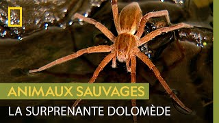 La dolomède une araignée spécialiste de la pêche [upl. by Drabeck]