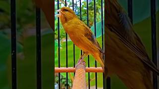 Male canary chirping Canários melodiosos pássaros cantando terapiacanária sons longos de canário [upl. by Anaimad656]