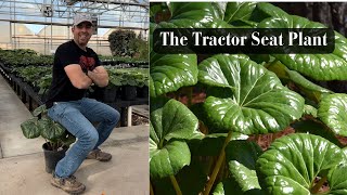 The Tractor Seat Plant [upl. by Kallick]