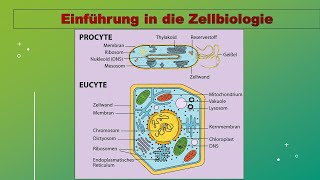 Vorlesung Zellbiologie 1 Aufbau von Zellen Zellorganellen Überblick reupload [upl. by Halilad]