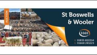 St Boswells Store Cattle Sale 6th October’22 [upl. by Kellene]