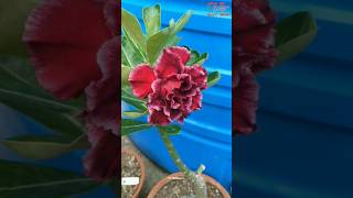 Unveiling the Adenium A Flowers Beauty adenium flowers [upl. by Nylatsyrc]