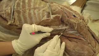 Canine Anatomy I Lab 9 I Epaxial Muscles amp Neck Vessels and Nerves [upl. by Pearse]