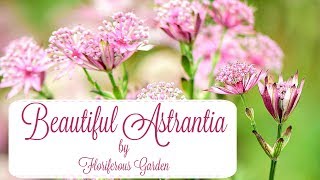 Astrantia flowers [upl. by Mcnamara]