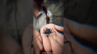 Tailless Whip Scorpion 🕷️ shorts [upl. by Ettenajna]