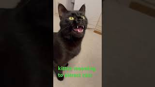 Black Cat meowing to attract blackcatmajk cat balckcat meowing [upl. by Suirtimed]