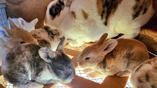 Preparing for Babies farmliving rabbit rabbitry bunny nestbox rabbitfarming rabbits bunnies [upl. by Ociram]