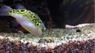 My Figure 8 Puffer fish vs snail Tetraodon biocellatus [upl. by Illehs]