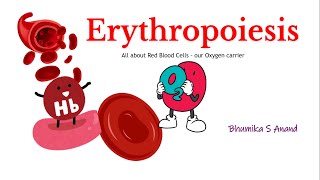 Erythropoiesis Red blood cell formation hematology stemcells medicalterminology redbloodcells [upl. by Eelyak]