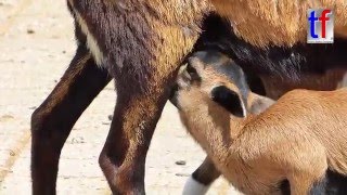 Sweet Little Goats amp Sheeps  Süße kleine Ziegen und Schafe Wilhelma Stuttgart 11052016 [upl. by Ayikahs971]