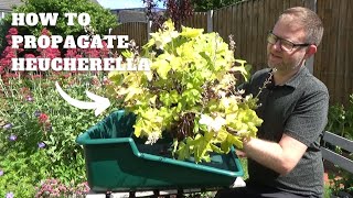 How to Propagate Heucherella  Revitalise Overgrown Heucherella Plants  Hardy Perennials for Shade [upl. by Reffinnej]