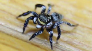 Jumping Spider  Salticidae [upl. by Thornton]