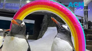 World famous gay penguin Sphen mourned at Sydney Aquarium [upl. by Aitercal665]