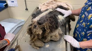 After years of neglect and broken he’s now thriving after shedding 5 pounds of matted fur 💔 [upl. by Yrreb]