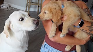 LABRADOR MEETS GOLDEN RETRIEVER PUPPY FOR THE FIRST TIME [upl. by Leahcimdivad]