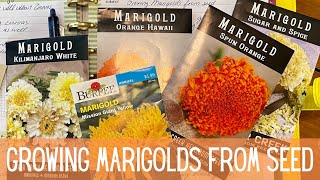 Marigold Flowers 101 Growing Planting amp Harvesting 🌼  How To Grow Marigolds From Seed To Flower [upl. by Alistair9]