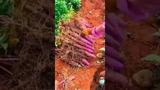 potato farming agriculture satisfying plants farming [upl. by Ivana]