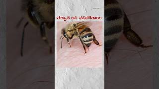 🤔 What Happened to honey bees after they hit  telugu facts [upl. by Legin]