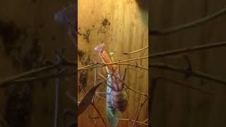 sphodromantis lineola mating [upl. by Womack]