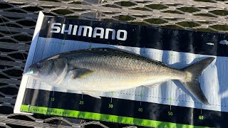 Ep 51 HUGE Salmon on lures Merimbula NSW [upl. by Dnarb]