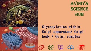 Glycosylation in the golgi complexGolgi bodyGolgi apparatus cell biology [upl. by Kleinstein]