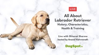 All About Labrador Retriever History Characteristics Health amp Training [upl. by Anisirhc]