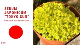 SEDUM JAPONICUM TOKYO SUN  Sedum Oro 💛 [upl. by Navi]