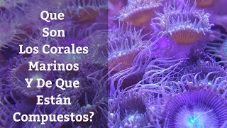 🔵 Que Son Los Corales Marinos Y Como Se FormanGuía Básica Para Mantenimiento De Corales [upl. by Cacilia961]