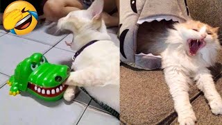 Funniest Cats Videos That Will Make You Laugh 😂 Best Funny Cats Videos Of 2023 😅😹 [upl. by Dnaltruoc]