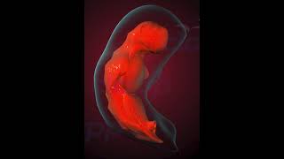 How organs of fetus developed in initial stages of pregnancy  3D Animation [upl. by Elohcim581]