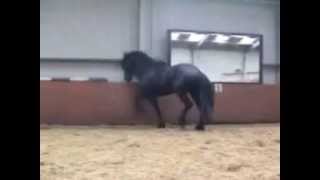 HUGE FRIESIAN 5 yr STAR stallion SOLD [upl. by Catina]