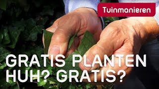 Gratis planten hoe vermeerder of stek je planten in je tuin Afleggen  Tuinmanieren [upl. by Lomaj]