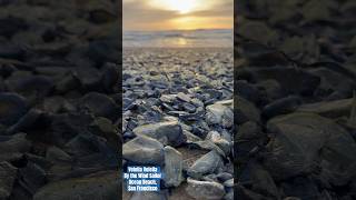 oceanbeach sanfrancisco velellavelella bythewindsailor sunset searaft californiacoast nature [upl. by Leahcimnaj]