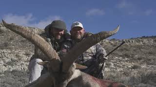 BECEITE IBEX HUNT PRO HUNTING SPAIN EUROPE HUNT 2024 prohuntingspain8130 [upl. by Edmond]