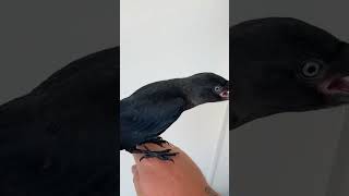 Man Gives Jackdaw Bird Water and Cold Bath on Hot Day  1511303 [upl. by Nosaj938]