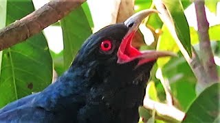 Koel bird singing sound  Cuckoo Song  കുയില്‍നാദം  कोयल की आवाज  Koyal ki awaz [upl. by Akeihsal172]