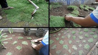 Cara Menanam Rumput jepang dengan Bibit Sedikit Agar Menjadi Banyak [upl. by Kooima68]