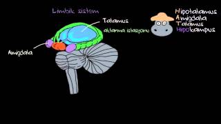 Duygular Limbik Sistem Sağlık Bilgisi ve Tıp [upl. by Naget]