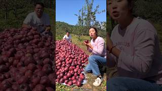 Harvesting Lots of Sweet Apple 🍎🍎 Fruit from Farm 👍 shorts apple youtubeshorts [upl. by Ocer421]