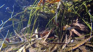 Native fish Blackbanded Rainbowfish Melanotaenia nigrans Kakadu National Park [upl. by Nathanael]