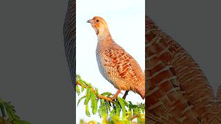 Partridge bird Original Sound [upl. by Atires]