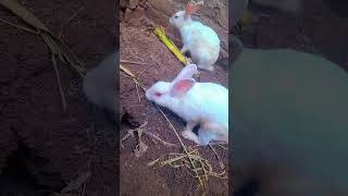 bunny videosrabbit burrowcute rabbit short videotrending shotrs viralvideo [upl. by Anner]