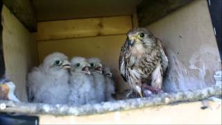 kestrels nesting [upl. by Adnawad]